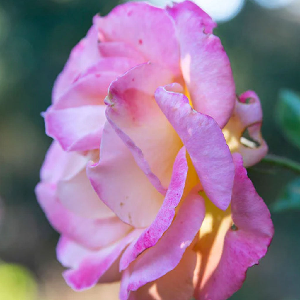 A pink rose in an outdoor garden.