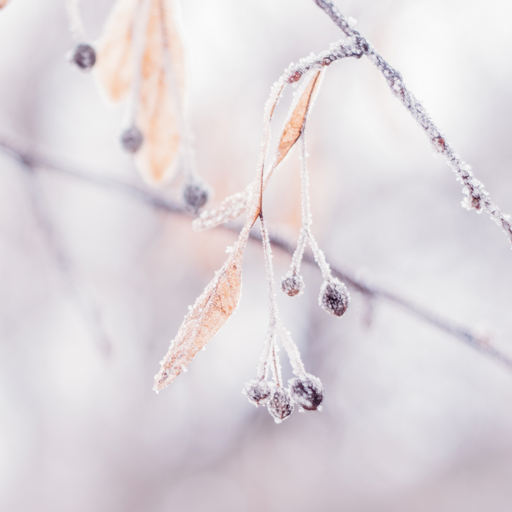 Frosty branches and berries in winter