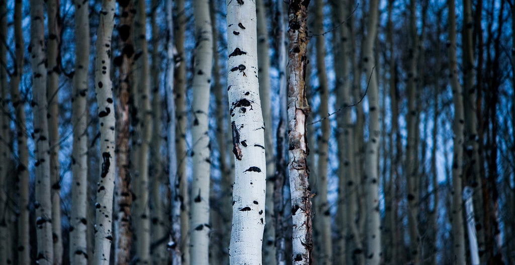 Aspen bark ingredient featured in Rosemira Skincare for soothing benefits