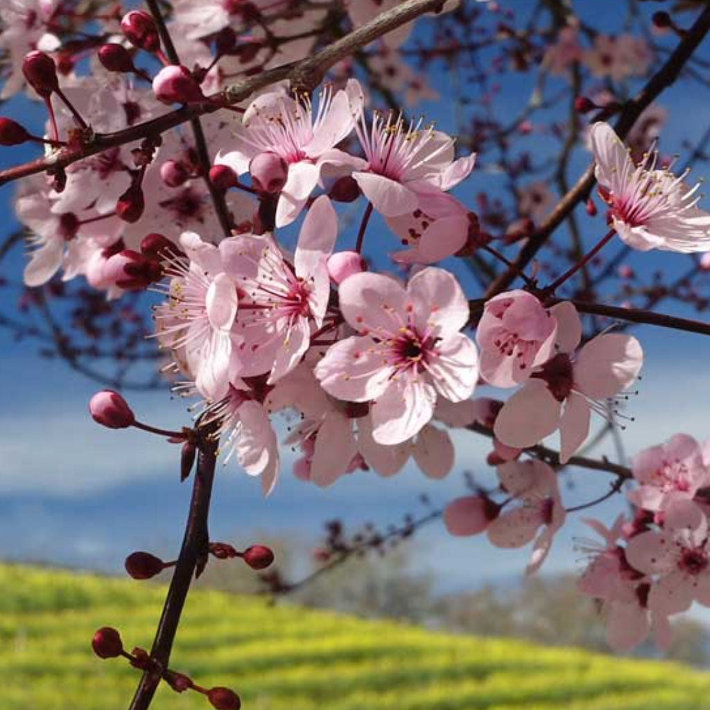 Pink cherry blossoms with blue sky and a green field.