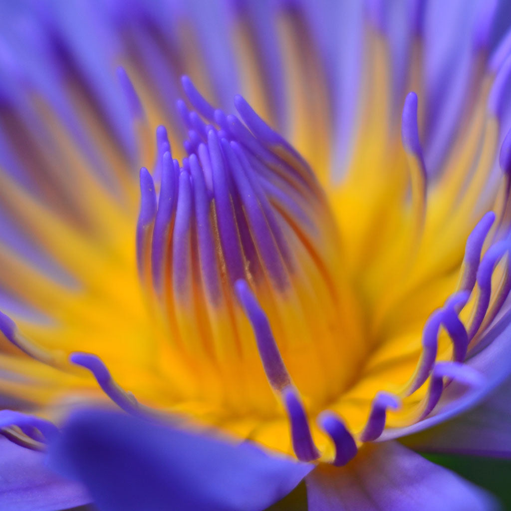 Vibrant purple and yellow flower