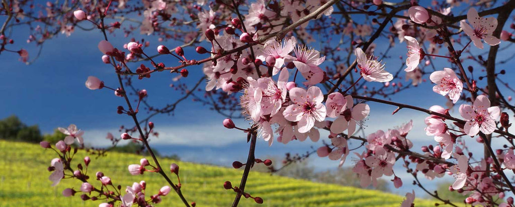 Pink cherry blossoms with blue sky and a green field.