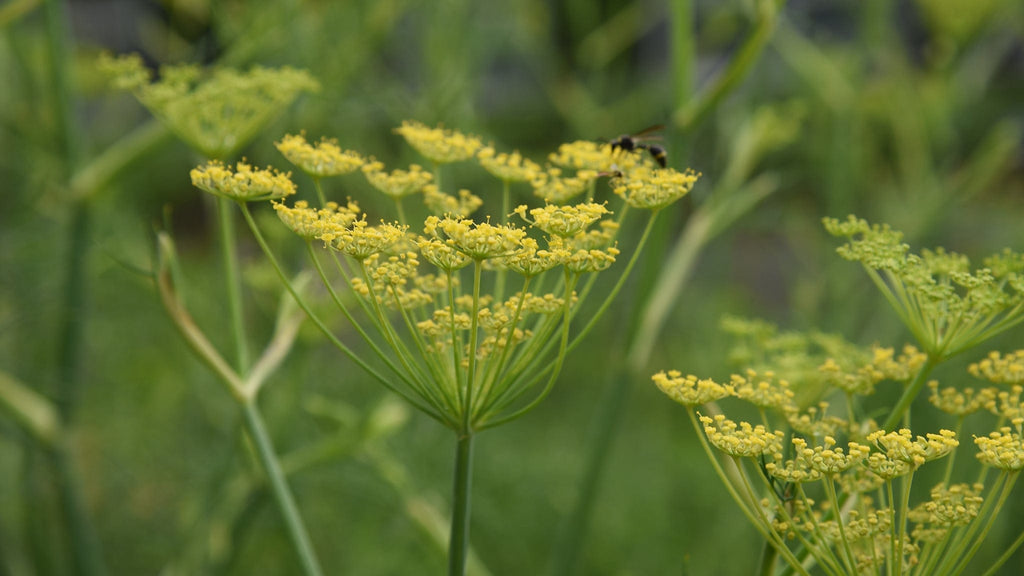 Sweet fennel ingredients for Rosemira Skincare in natural setting