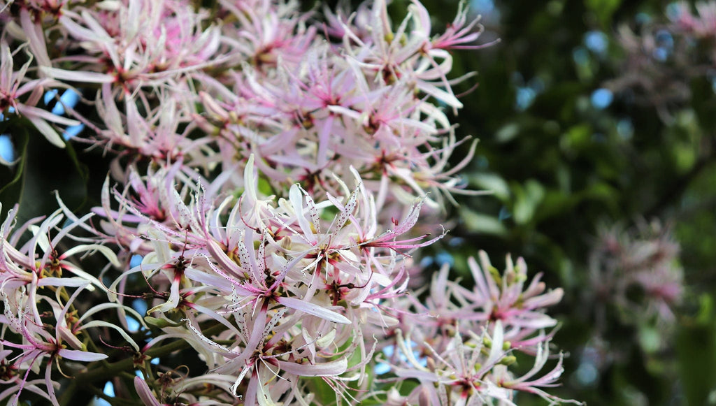 Cape chestnut as a botanical ingredient in Rosemira Skincare