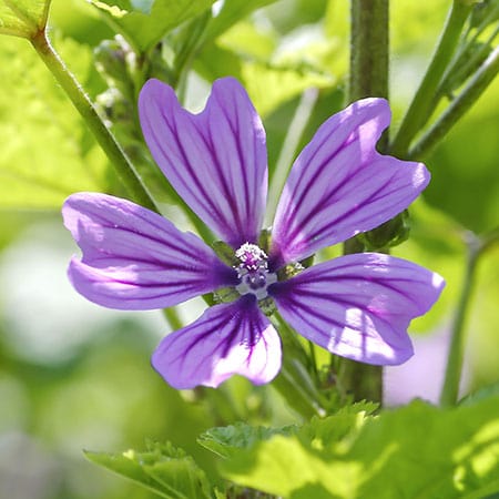 Blue malva ingredient in Rosemira Skincare for calming and soothing skin
