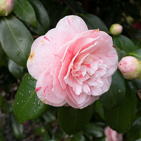 Beauty Drops K Camellia Japonica Sérum Antioxydant