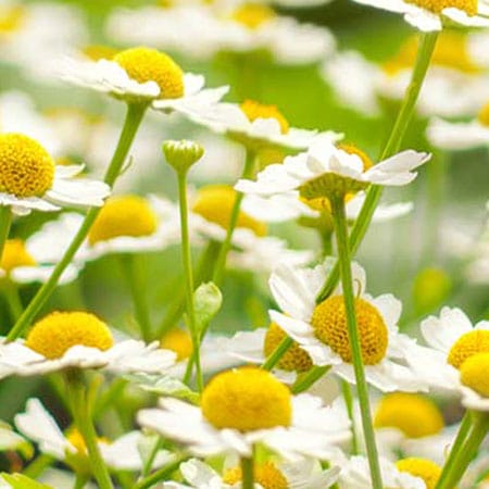 Chamomile extract ingredient in Rosemira Skincare for calming irritated skin