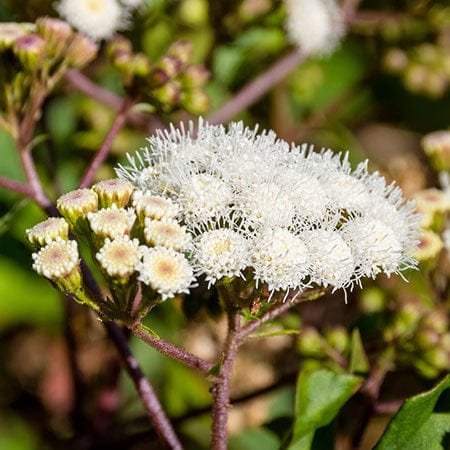 Edelweiss extract ingredient in Rosemira Skincare for antioxidant protection and skin resilience
