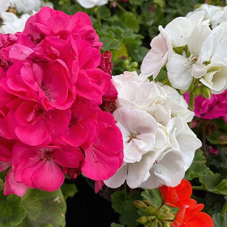 Geranium oil ingredient in Rosemira Skincare for balancing and soothing skin