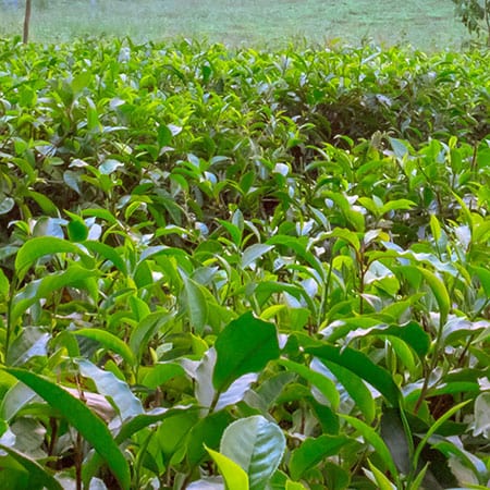 Green tea extract ingredient in Rosemira Skincare for antioxidant protection