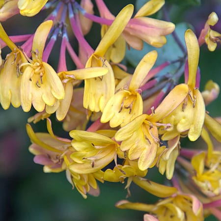 Honeysuckle extract ingredient in Rosemira Skincare for soothing and fragrant skincare