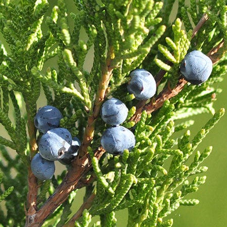 Juniper berry extract in Rosemira Skincare for purifying and refreshing skin