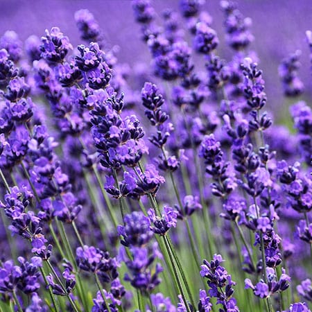 Lavender extract ingredient in Rosemira Skincare for calming and relaxing properties