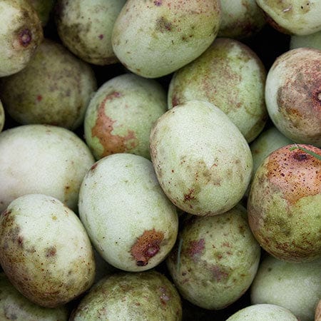 Marula oil ingredient in Rosemira Skincare for high antioxidant protection and moisture