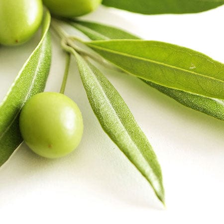 Olive leaf extract in Rosemira Skincare for antioxidant-rich skin protection