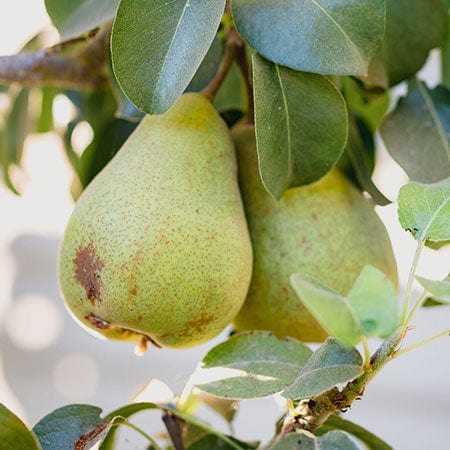 Pear extract ingredient in Rosemira Skincare for brightening and hydrating skin