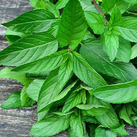 Peppermint oil ingredient in Rosemira Skincare for refreshing and invigorating skin