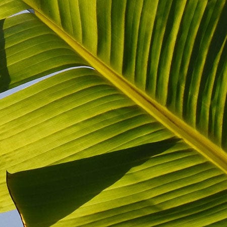 Plantain leaf extract in Rosemira Skincare for soothing and healing properties