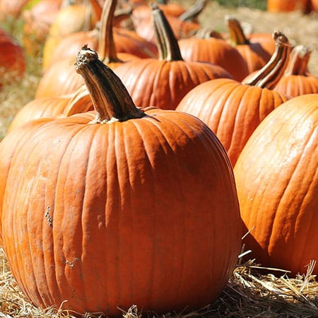 Pumpkin extract ingredient in Rosemira Skincare for nourishing and brightening skin