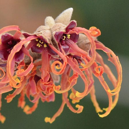 Witch hazel extract ingredient in Rosemira Skincare for toning and soothing skin