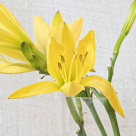 Ylang ylang oil ingredient in Rosemira Skincare for balancing and calming skin