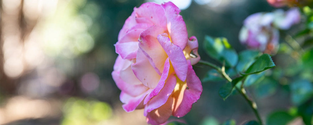 A pink rose in an outdoor garden.
