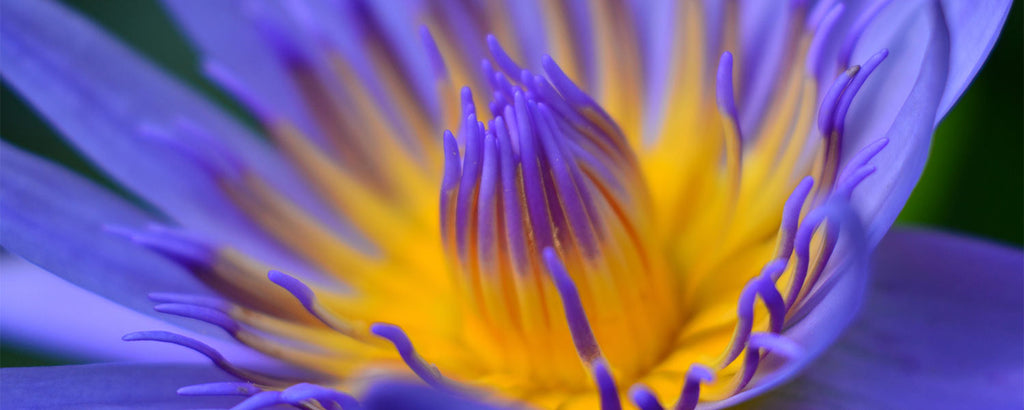 Vibrant purple and yellow flower