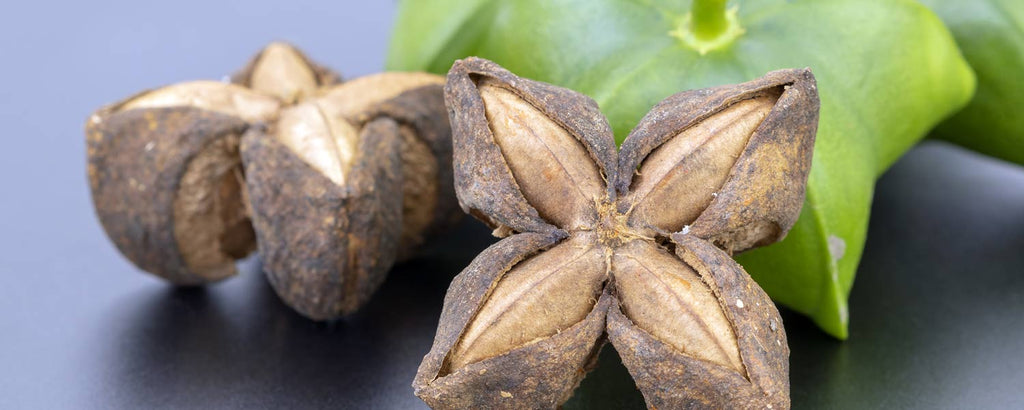 Sacha inchi ingredient used in Rosemira Skincare for its nourishing properties