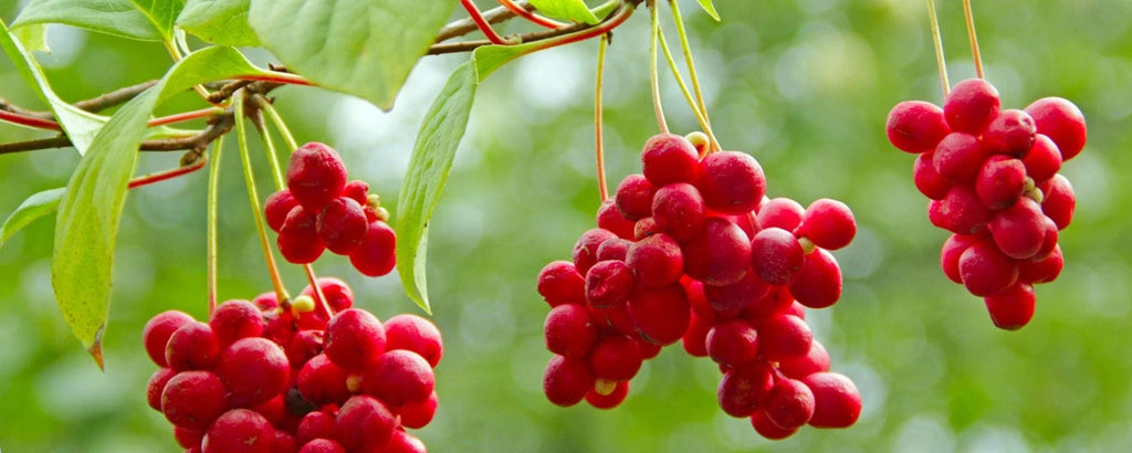 Schisandra ingredient featured in Rosemira Skincare for its antioxidant benefits