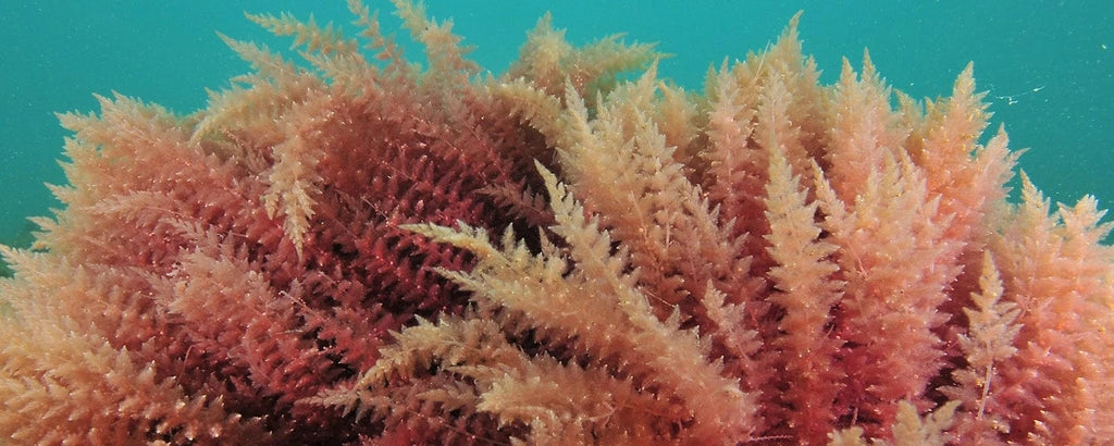 Astaxanthin from algae used in Rosemira Skincare for skin protection