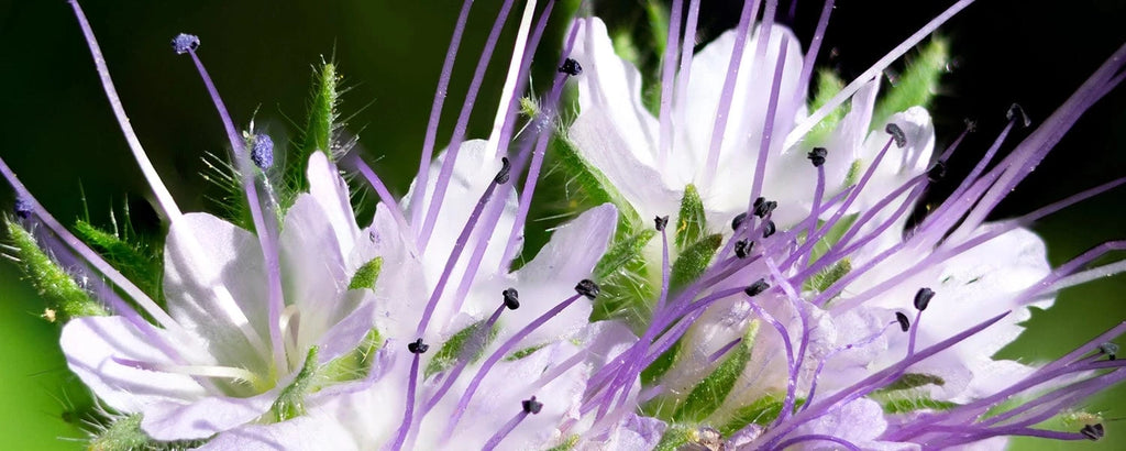 Blue tansy ingredient in Rosemira Skincare known for its soothing properties