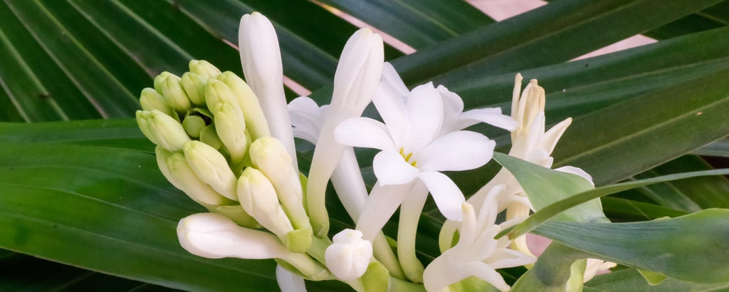 Tuberose ingredient featured in Rosemira Skincare for its aromatic benefits